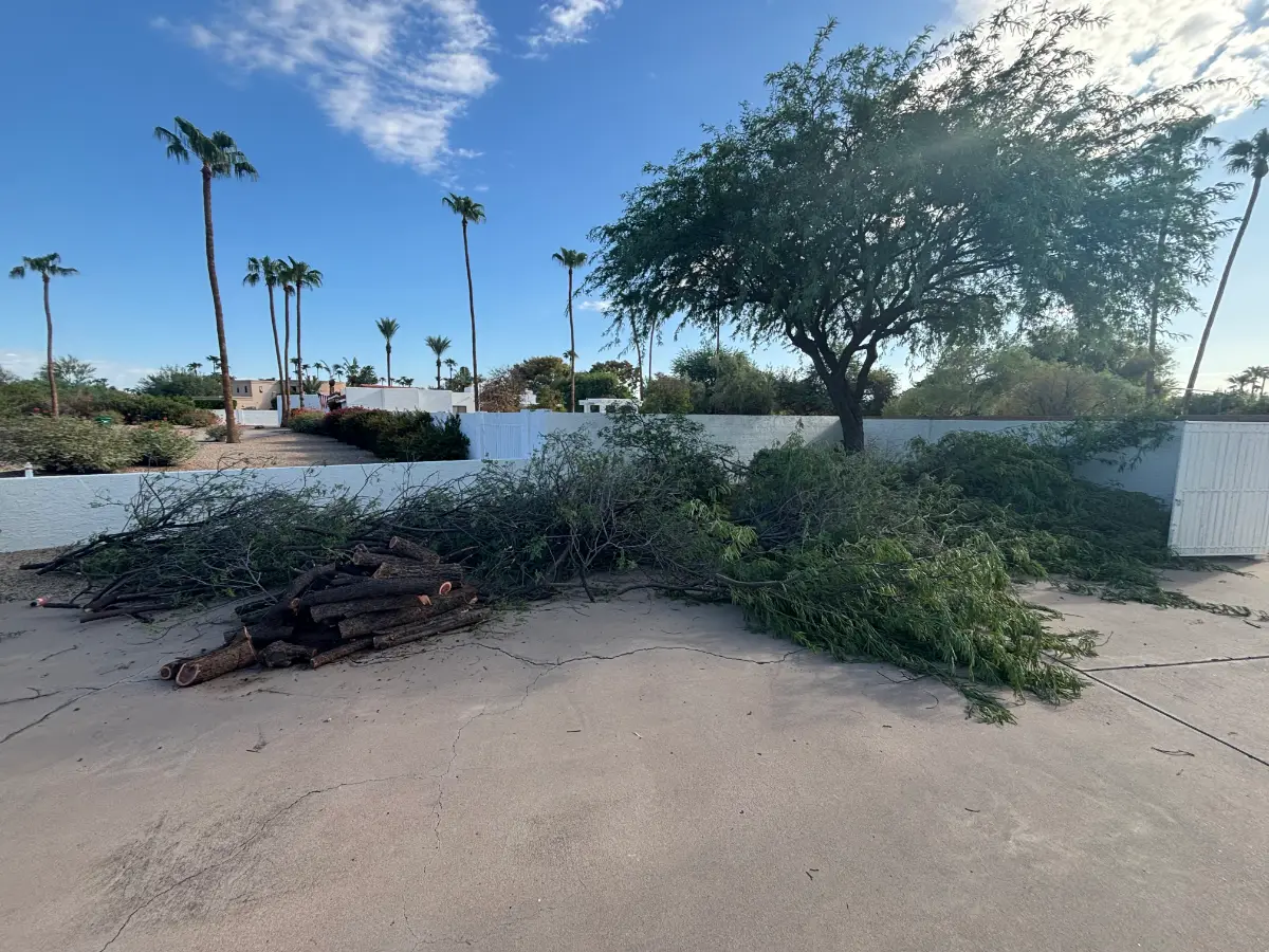 Cut mesquite limbs and trunk rounds piled across a concrete pad in front of a white block wall in Gilbert