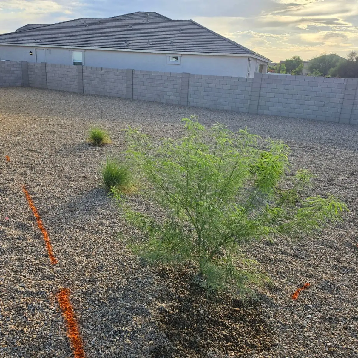 Gravel front yard at a Mesa home with a mesquite tree and tall dry grasses against a block wall
