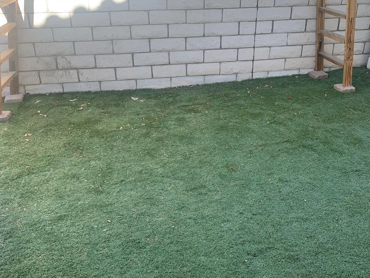 The same Paradise Valley backyard with the turf clear